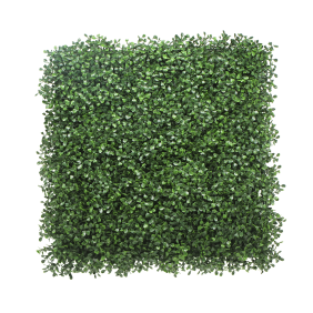 boxwood-hedge[1]